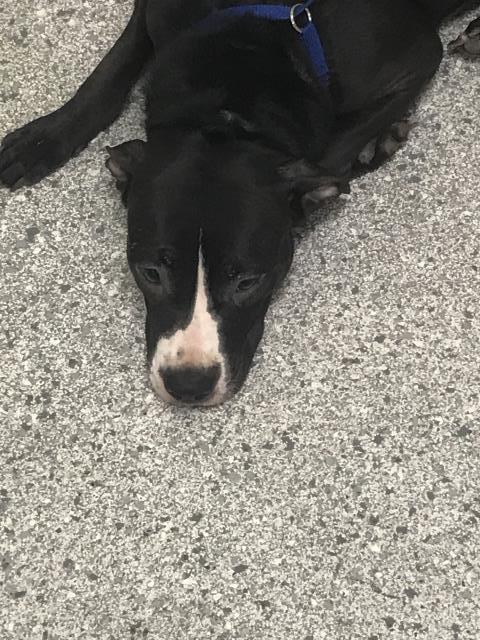 GODIVA, a dog for adoption from Montgomery County Animal Service Center