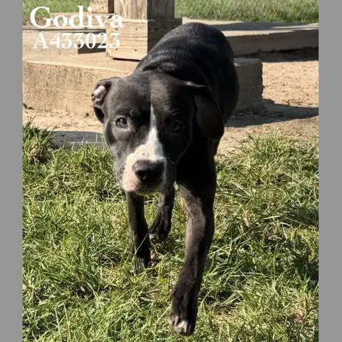 Godiva - Pit Bull Terrier