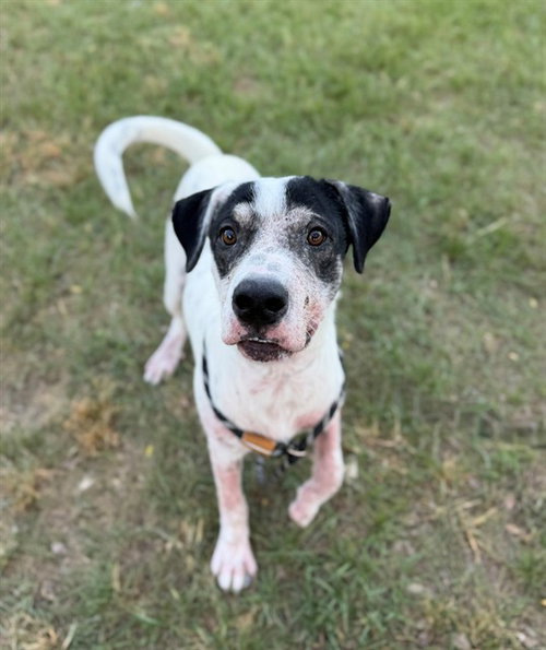 ARROW, a dog for adoption from Montgomery County Animal Service Center