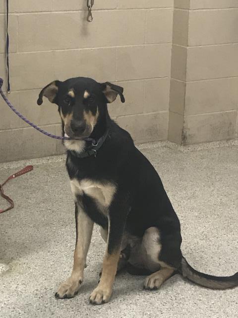 A432834, a dog for adoption from Montgomery County Animal Service Center