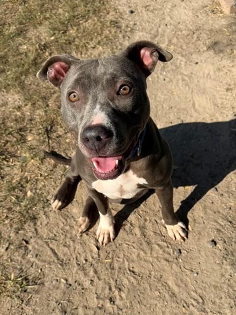 RUCKER, a dog for adoption from Montgomery County Animal Service Center