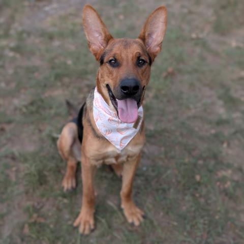 BOSTON, a dog for adoption from Montgomery County Animal Service Center