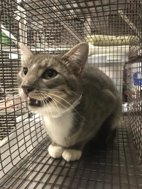 Mack - Domestic Short Hair