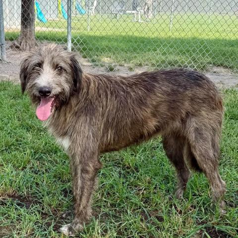 KASSIDY, a dog for adoption from Montgomery County Animal Service Center