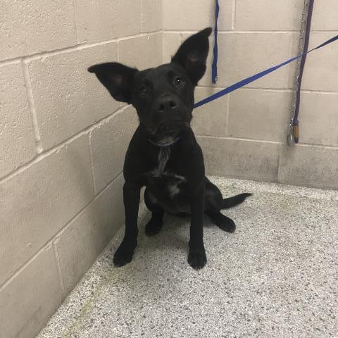 A432922, Labrador Retriever