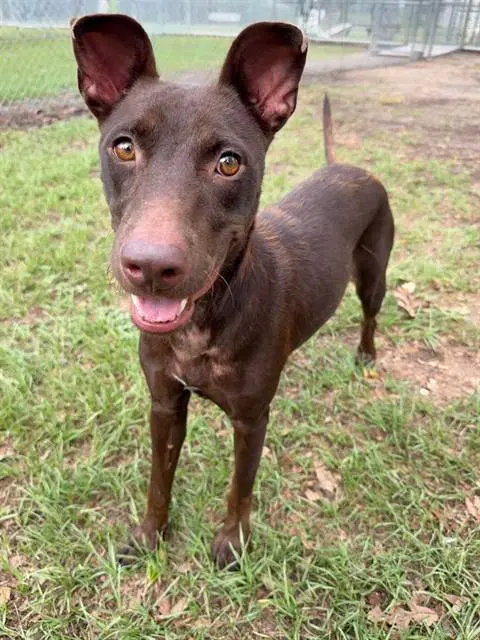 Novi - Doberman Pinscher