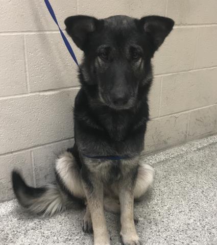 A433077, German Shepherd Dog