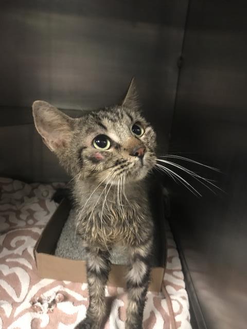 A433280, Domestic Short Hair