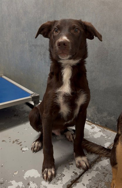 Zed, Labrador Retriever