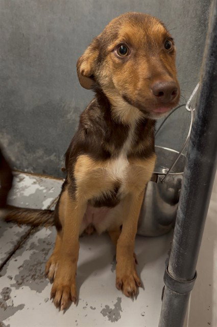 Pixie, Labrador Retriever