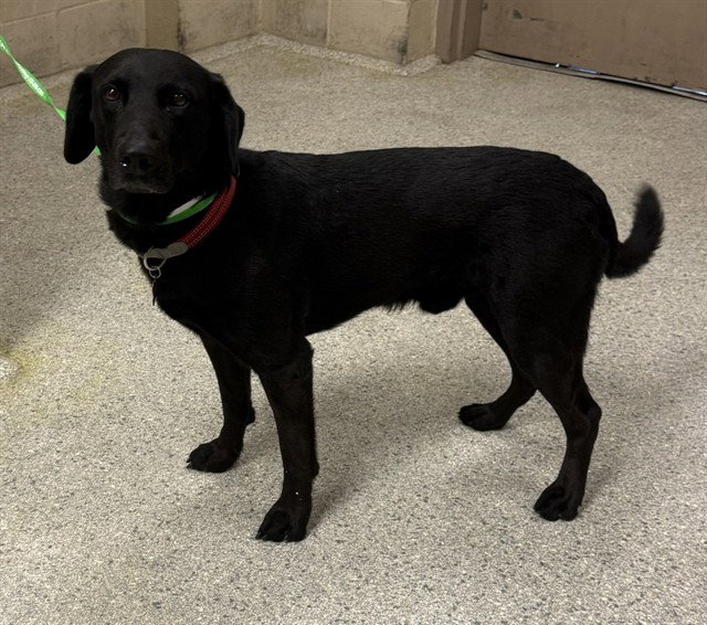 Polo, Labrador Retriever