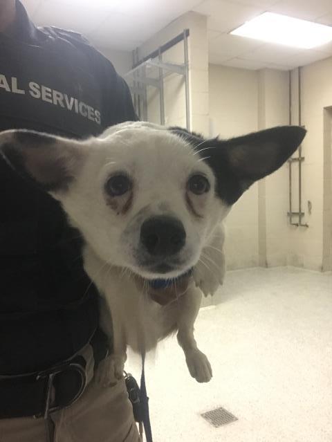 A433150, a dog for adoption from Montgomery County Animal Service Center