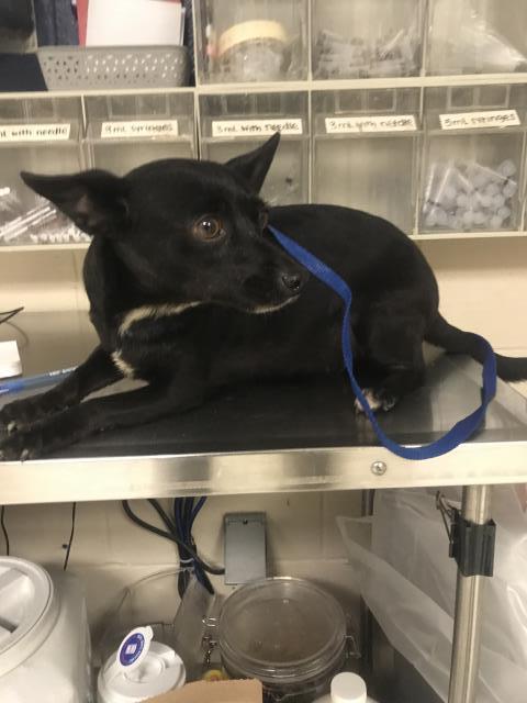 Velma, Chihuahua