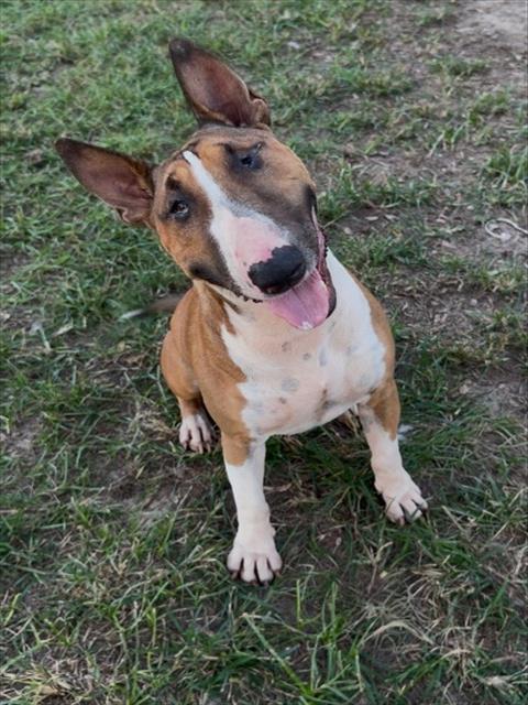 ECHO, a dog for adoption from Montgomery County Animal Service Center