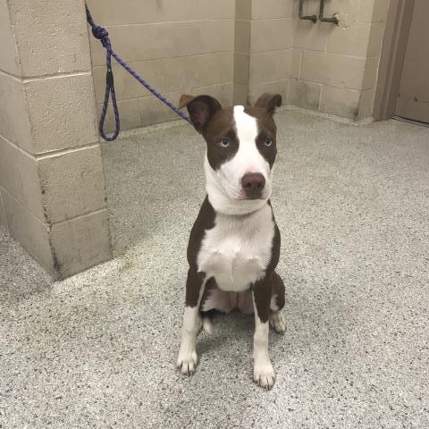 FIONA, a dog for adoption from Montgomery County Animal Service Center