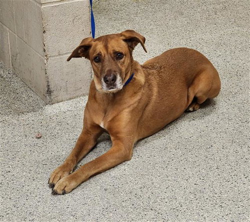 DAISY, a dog for adoption from Montgomery County Animal Service Center