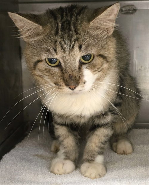 A433357, a cat for adoption from Montgomery County Animal Service Center