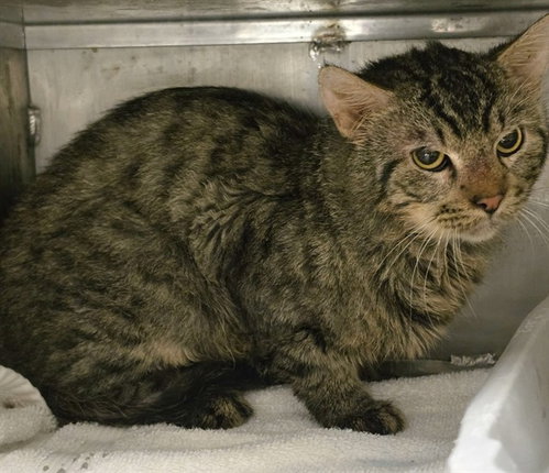 A433358, a cat for adoption from Montgomery County Animal Service Center