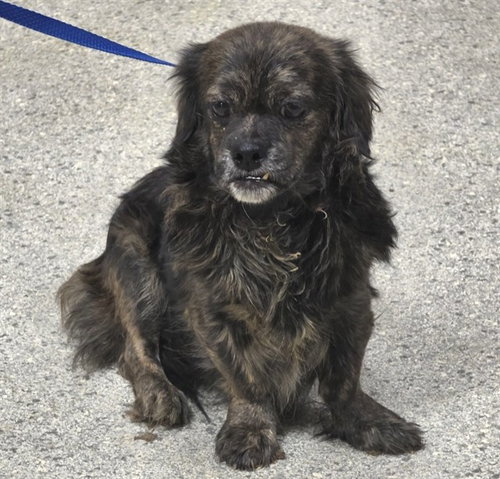 A433359, a dog for adoption from Montgomery County Animal Service Center