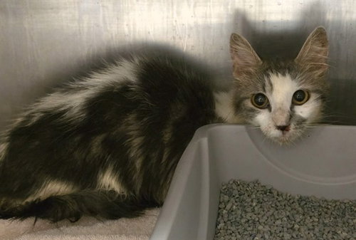 A433360, a cat for adoption from Montgomery County Animal Service Center