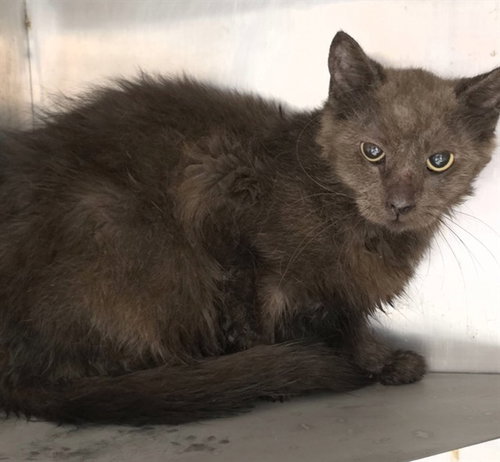 A433361, a cat for adoption from Montgomery County Animal Service Center