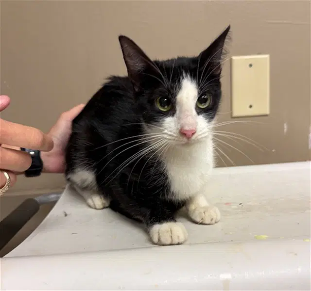 Butterfly - Domestic Short Hair