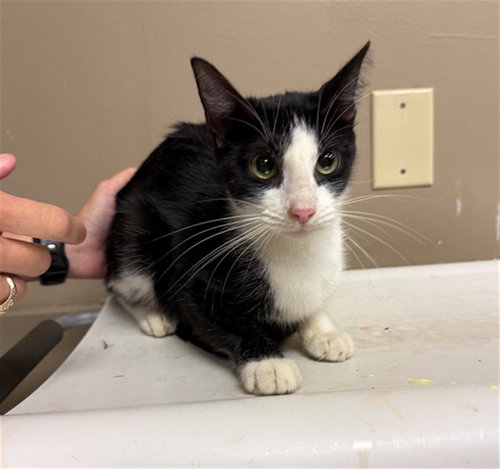 BUTTERFLY, a cat for adoption from Montgomery County Animal Service Center