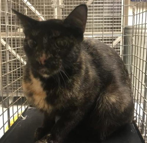 RAIN, a cat for adoption from Montgomery County Animal Service Center