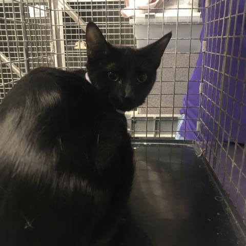 A433064, a cat for adoption from Montgomery County Animal Service Center