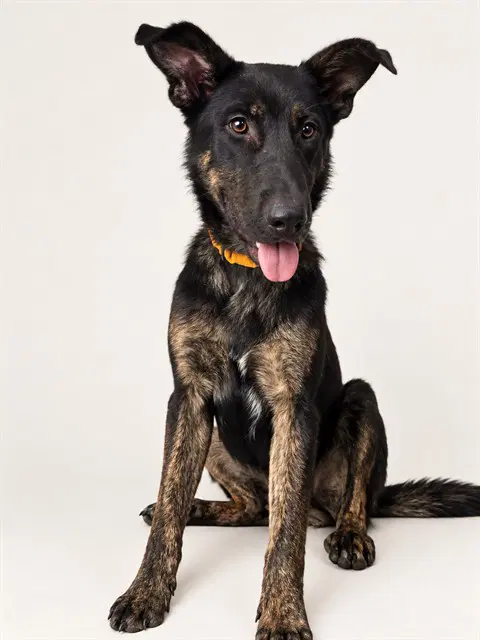 Briar - Dutch Shepherd