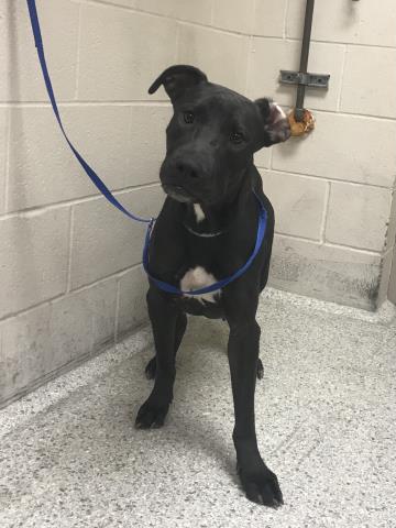 SAGE, a dog for adoption from Montgomery County Animal Service Center