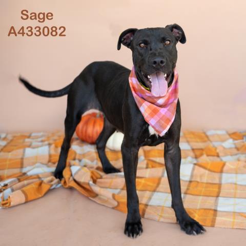 SAGE