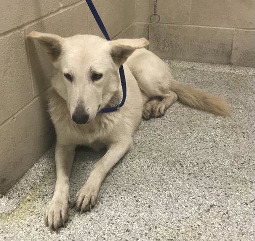 CELESTE, a dog for adoption from Montgomery County Animal Service Center