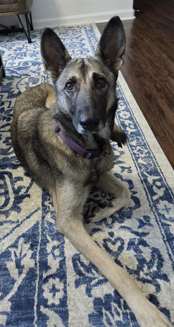 MARGOT, a dog for adoption from Montgomery County Animal Service Center