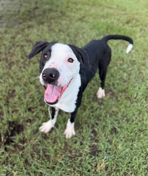 BLAZE, a dog for adoption from Montgomery County Animal Service Center
