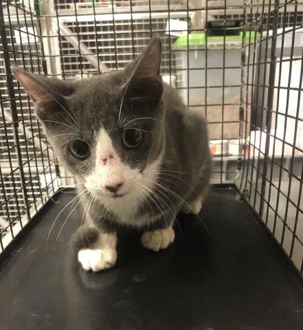 Sugar Fluff - Domestic Short Hair