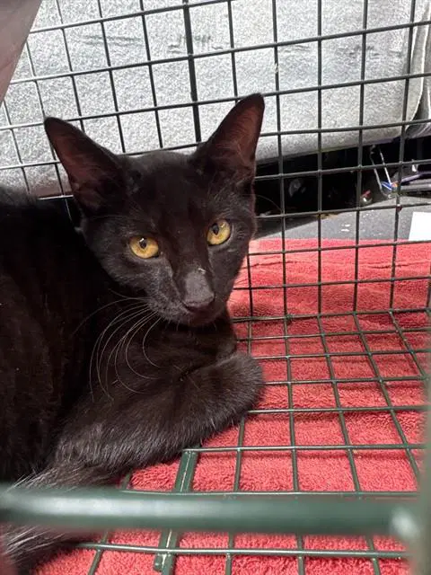 Frank N Stein - Domestic Short Hair