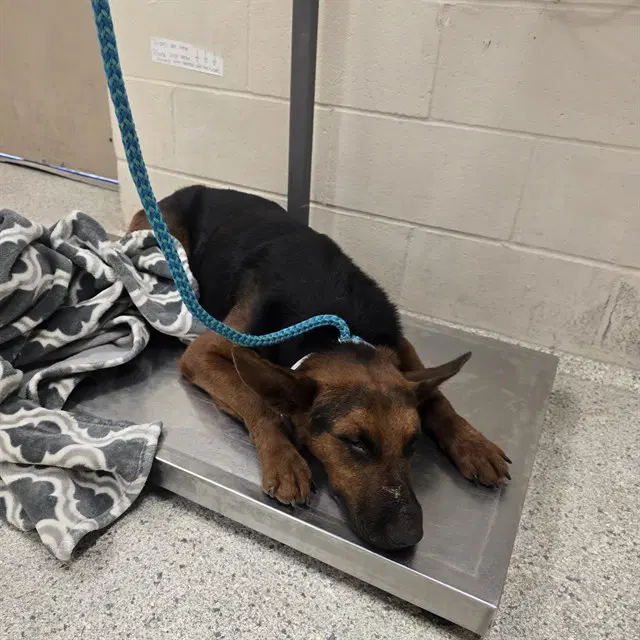 Unknown - German Shepherd Dog