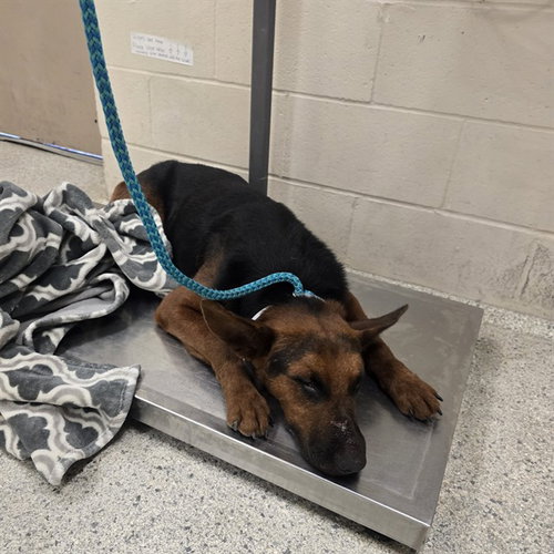 A433289, a dog for adoption from Montgomery County Animal Service Center