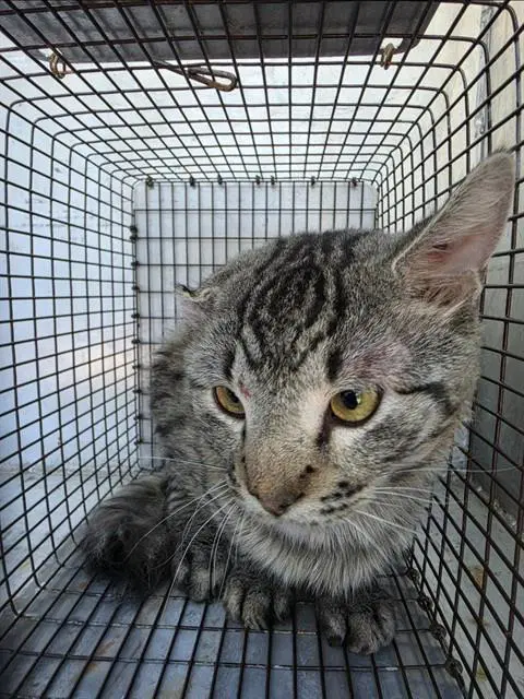 Cauliflower - Domestic Short Hair