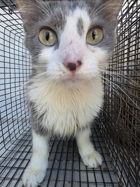 A433381, a cat for adoption from Montgomery County Animal Service Center