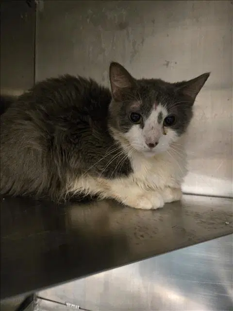 Unknown - Domestic Short Hair