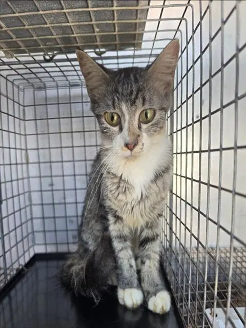 Unknown - Domestic Short Hair