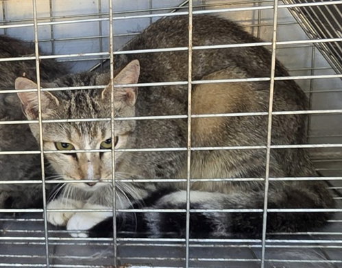 A433384, a cat for adoption from Montgomery County Animal Service Center