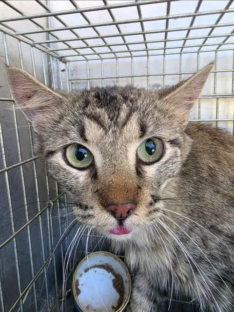 Freckles - Domestic Short Hair