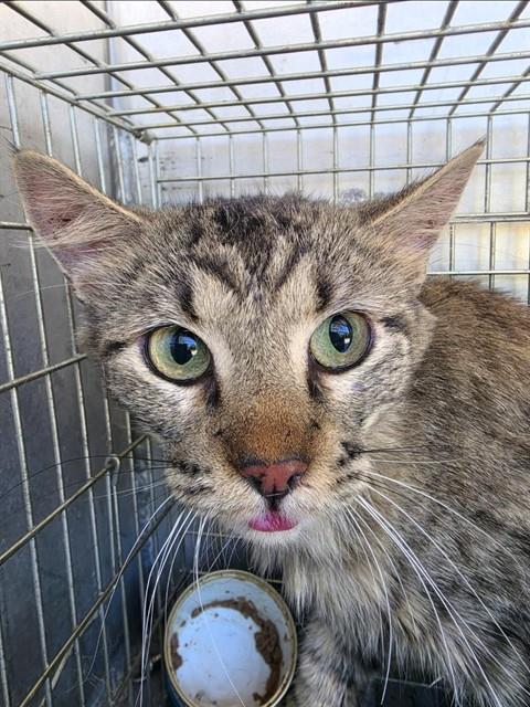 A433385, a cat for adoption from Montgomery County Animal Service Center
