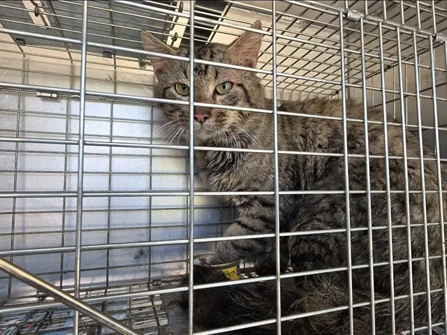 Rowdy - Domestic Medium Hair