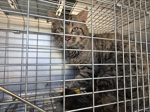 A433387, a cat for adoption from Montgomery County Animal Service Center