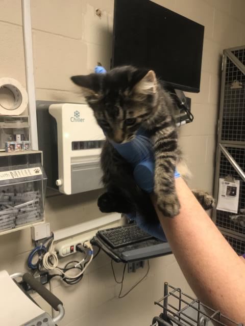 A433374, a cat for adoption from Montgomery County Animal Service Center