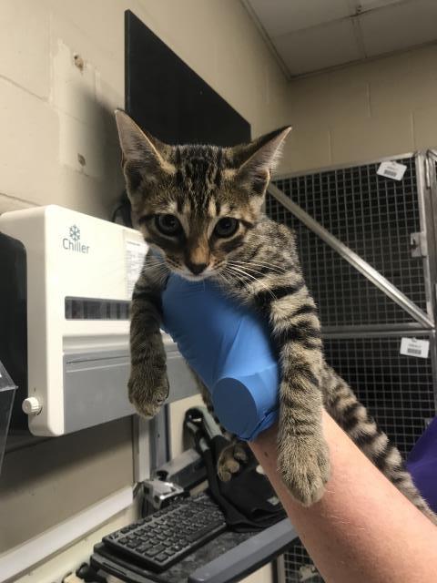 A433375, a cat for adoption from Montgomery County Animal Service Center